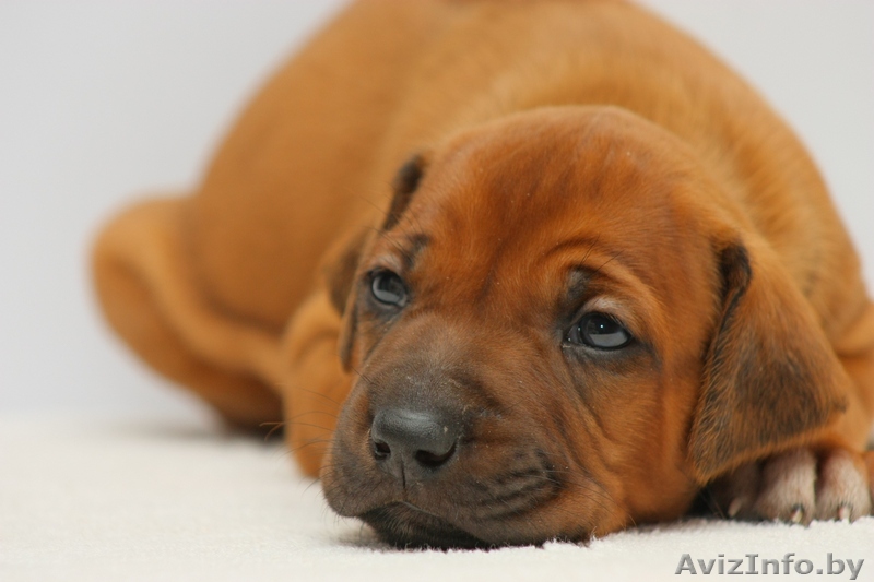щенки родезийского риджбека - Изображение #1, Объявление #370325