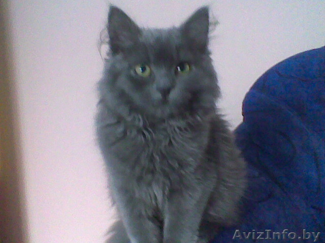 необходим партнёр для кошки!  - Изображение #1, Объявление #370308