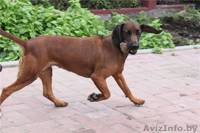 щенки баварской гончей - Изображение #1, Объявление #736497