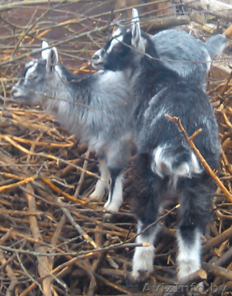 продаю 2 козочки 3 мес. - Изображение #1, Объявление #1253339