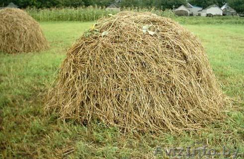 Сено первый укос 1-ого укоса - Изображение #1, Объявление #1279557