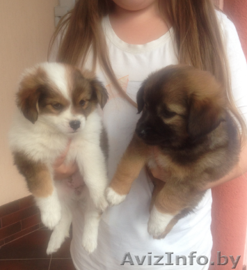 Отдам в заботливые руки миниатюрных щенков - Изображение #1, Объявление #1288020
