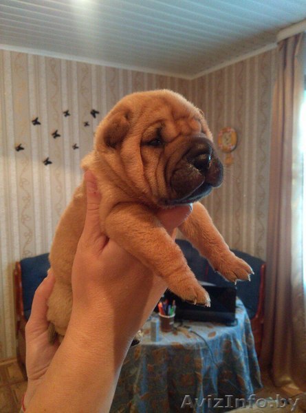 продам щенков  шарпея - Изображение #1, Объявление #1576373