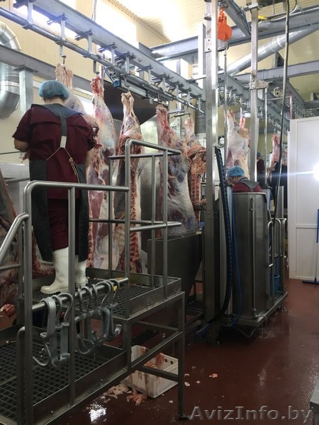 Крупный рогатый скот(коровы,быки) закупка живого скота  - Изображение #1, Объявление #1620275