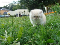 ПЕРСИДСКИЕ КОТЯТА - Изображение #2, Объявление #47167