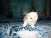 ПЕРСИДСКИЕ КОТЯТА - Изображение #1, Объявление #47167