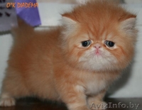 ПЕРСИДСКИЕ КОТЯТА - Изображение #3, Объявление #47167