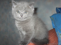 Плюшевые британские котята - Изображение #5, Объявление #71221