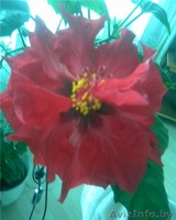 Цветок комнатный, роза - Изображение #2, Объявление #89307