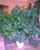 Цветок комнатный, роза - Изображение #1, Объявление #89307