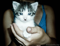отдам котят в добрые руки - Изображение #1, Объявление #338117