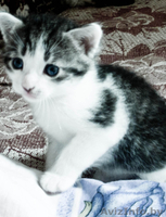отдам котят в добрые руки - Изображение #2, Объявление #338117