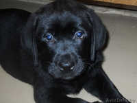 чистокровные  щенки лабрадора - Изображение #1, Объявление #777363