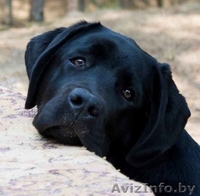 чистокровные  щенки лабрадора - Изображение #2, Объявление #777363