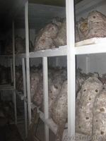 готовый (работающий) бизнес - Изображение #4, Объявление #820460