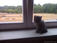 Отдам даром шотландские прямоухие (,страйт) - Изображение #2, Объявление #948251