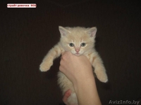 Вислоухие котята, скоттиш страйт  - Изображение #2, Объявление #1014415