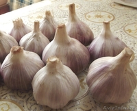 Продам чеснок, крупный. Недорого. оптом и в розницу - Изображение #2, Объявление #1294293