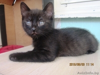 Котята в хорошие и заботливые руки! - Изображение #2, Объявление #1297553