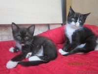 Котята в хорошие и заботливые руки! - Изображение #4, Объявление #1297553