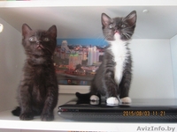 Котята в хорошие и заботливые руки! - Изображение #5, Объявление #1297553