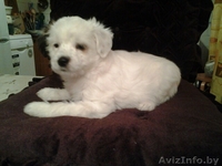 красивые щенки китайской хохлатой - Изображение #3, Объявление #1344136