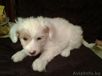 красивые щенки китайской хохлатой - Изображение #1, Объявление #1344136