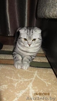 Вязка шотландского вислоухого мраморного окраса - Изображение #2, Объявление #1444458