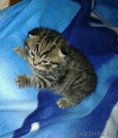 Вязка шотландского вислоухого мраморного окраса - Изображение #3, Объявление #1444458