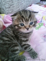 Вязка шотландского вислоухого мраморного окраса - Изображение #4, Объявление #1444458