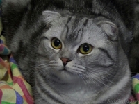 Вязка шотландского вислоухого мраморного окраса - Изображение #1, Объявление #1444458