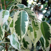 Фикус Бенжамина (вариегада) 1,8м.     - Изображение #2, Объявление #1624293