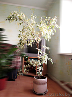 Фикус Бенжамина (вариегада) 1,8м.     - Изображение #3, Объявление #1624293