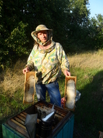 перга, мед, воск, прополис недорого!!! - Изображение #1, Объявление #1673977