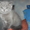 Плюшевые британские котята - Изображение #5, Объявление #71221