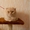 Вислоухие котята, скоттиш страйт  - Изображение #3, Объявление #1014415