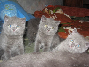 Плюшевые британские котята - Изображение #3, Объявление #71221