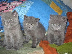 Плюшевые британские котята - Изображение #1, Объявление #71221