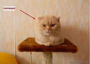 Вислоухие котята, скоттиш страйт  - Изображение #3, Объявление #1014415