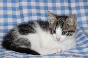 ласковые игривые котята 2 мес в дар