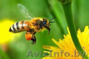 пчелы, мед, молочко - Изображение #1, Объявление #1446737