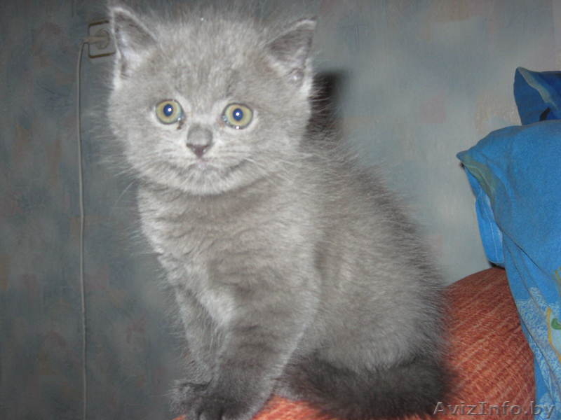 Плюшевые британские котята - Изображение #5, Объявление #71221