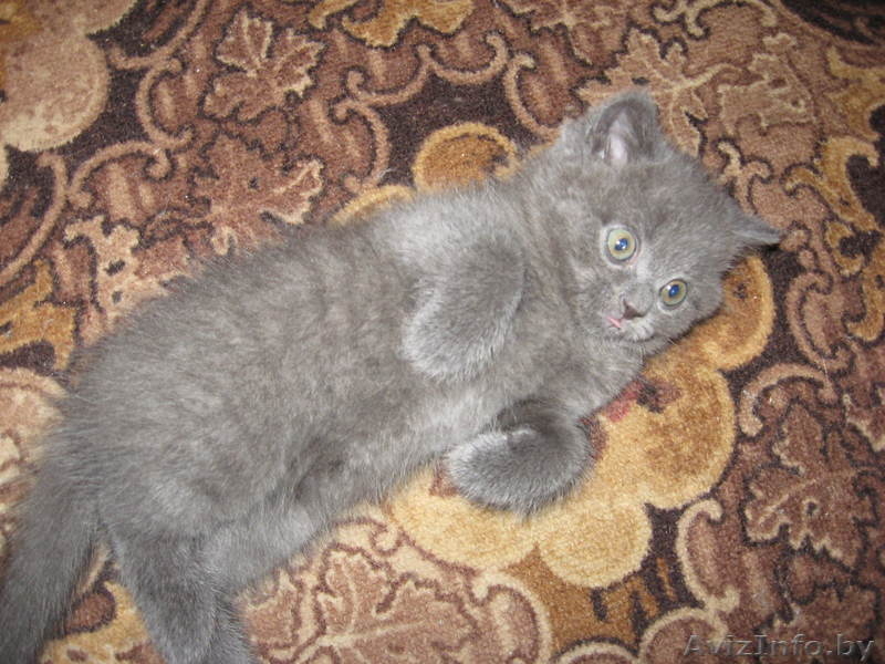 Плюшевые британские котята - Изображение #4, Объявление #71221
