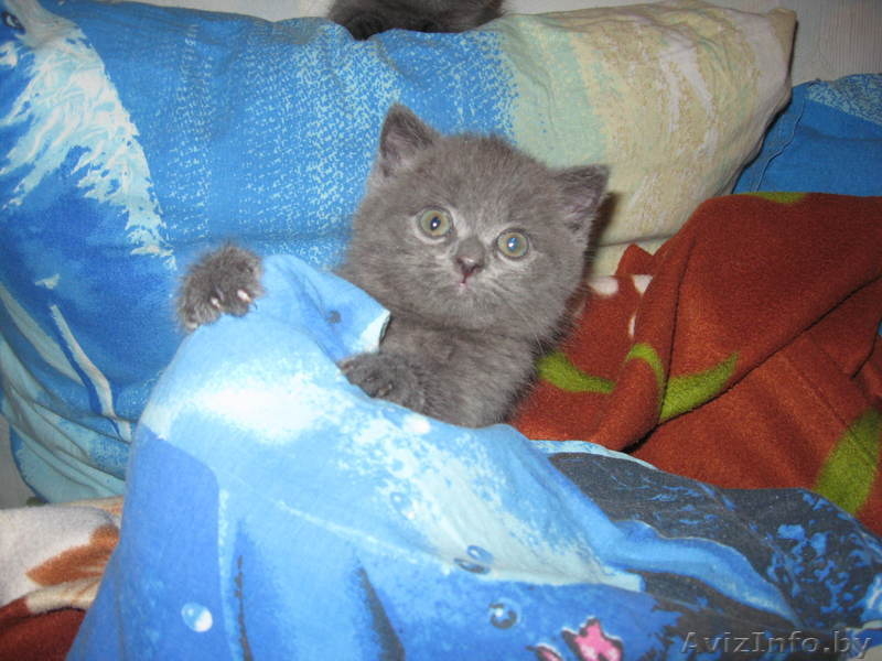 Плюшевые британские котята - Изображение #2, Объявление #71221