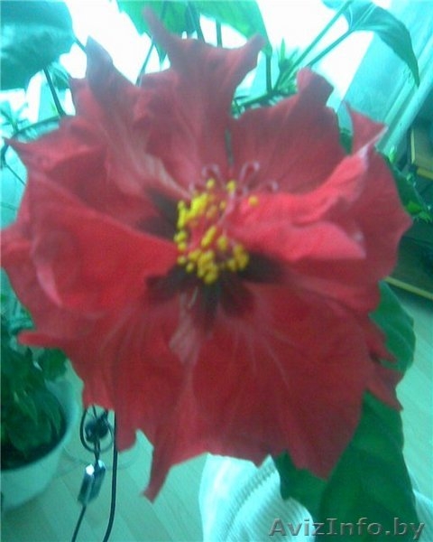 Цветок комнатный, роза - Изображение #2, Объявление #89307