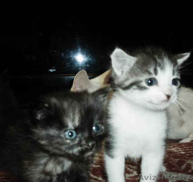 отдам котят в добрые руки - Изображение #3, Объявление #338117