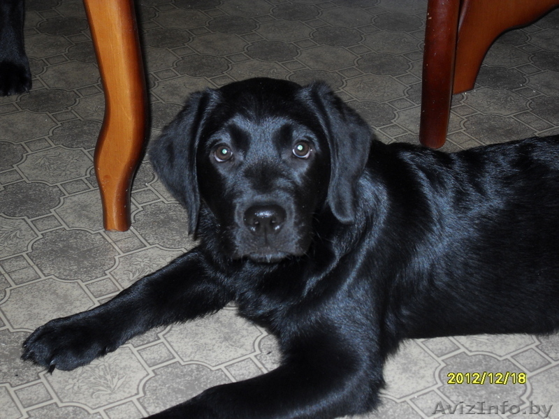 чистокровные  щенки лабрадора - Изображение #3, Объявление #777363
