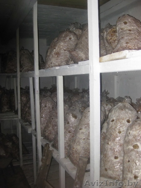 готовый (работающий) бизнес - Изображение #4, Объявление #820460