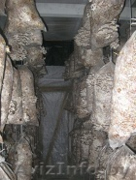 готовый (работающий) бизнес - Изображение #5, Объявление #820460