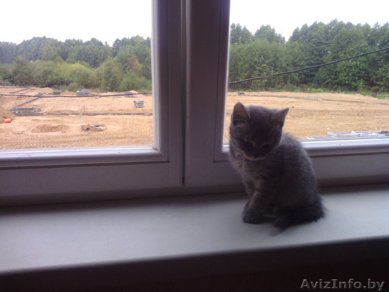 Отдам даром шотландские прямоухие (,страйт) - Изображение #2, Объявление #948251